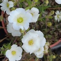 Arenaria montana 'Snow White'